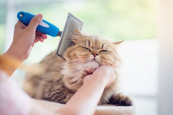 Cat Grooming